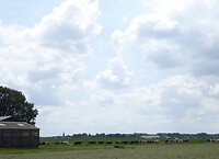 Veel koeien die op stal gaan