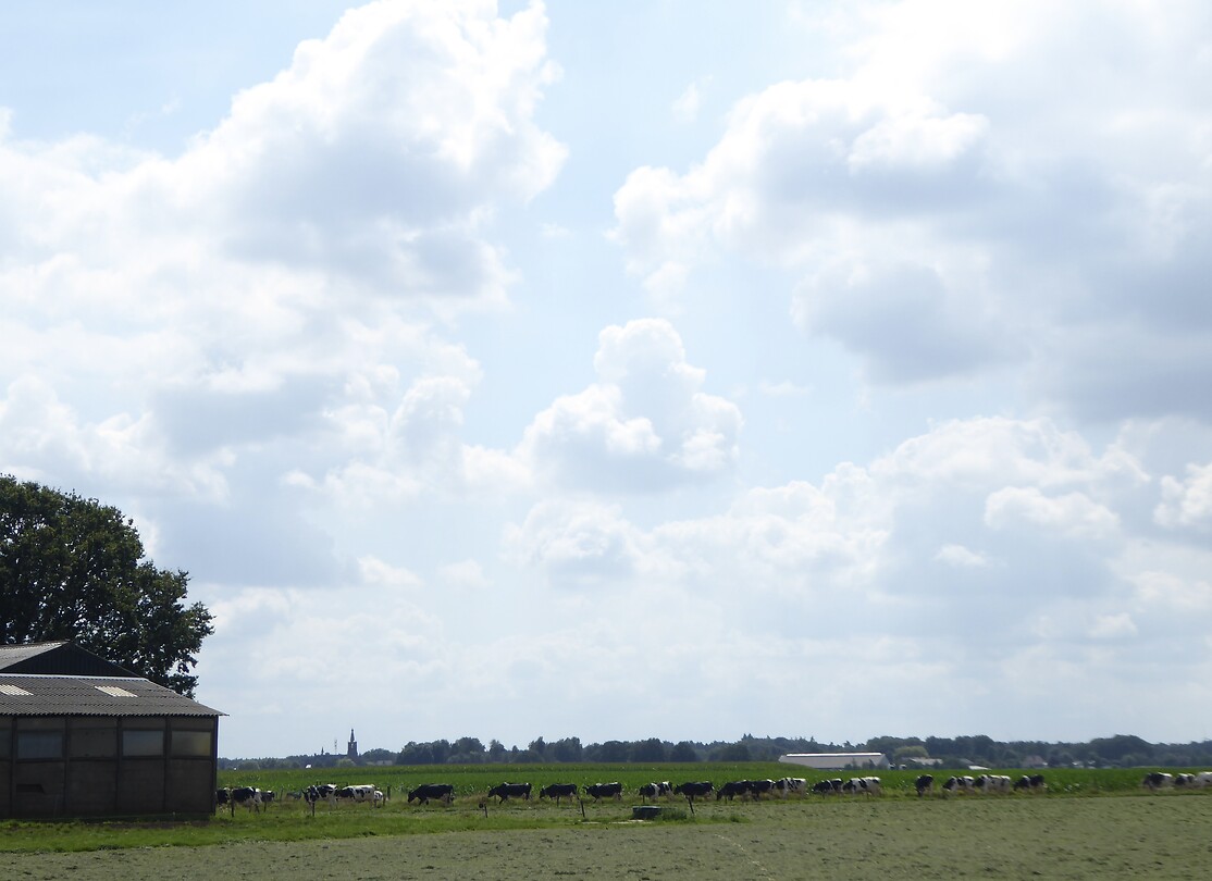 Veel koeien die op stal gaan