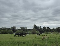 Black stallions