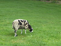 Schaap speciaal