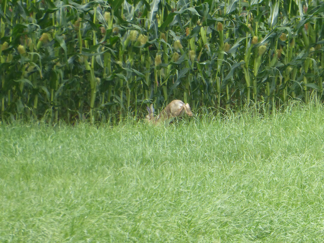 Weg is de haas