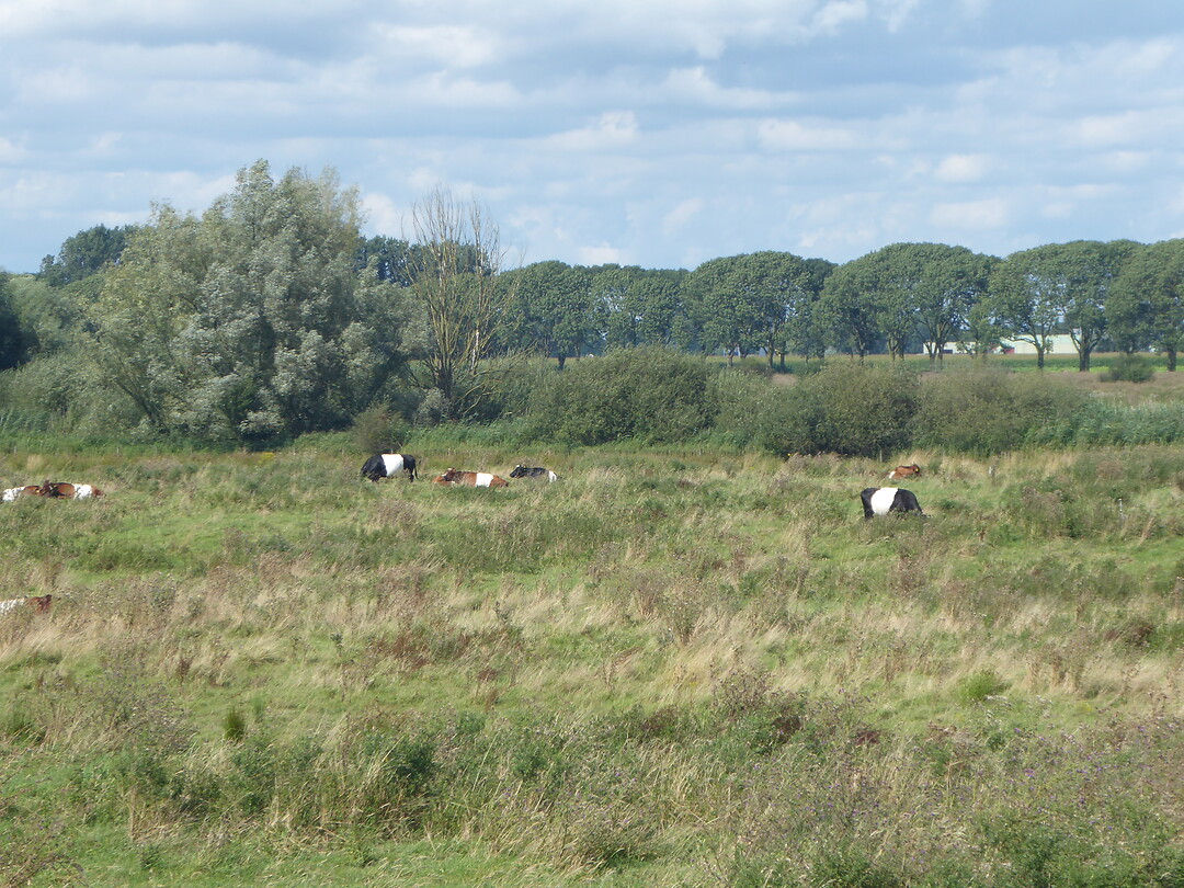 Panda koeien