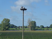 Koppeltje ooievaars in het prachtige landschap