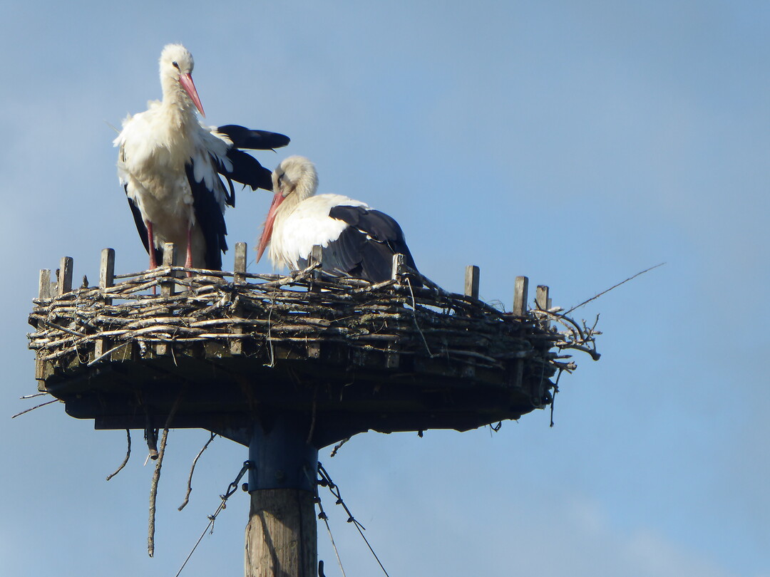 Schattig hè ,zo een prachtvogels