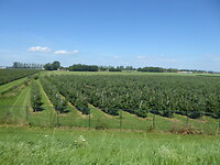 Peren met hopen