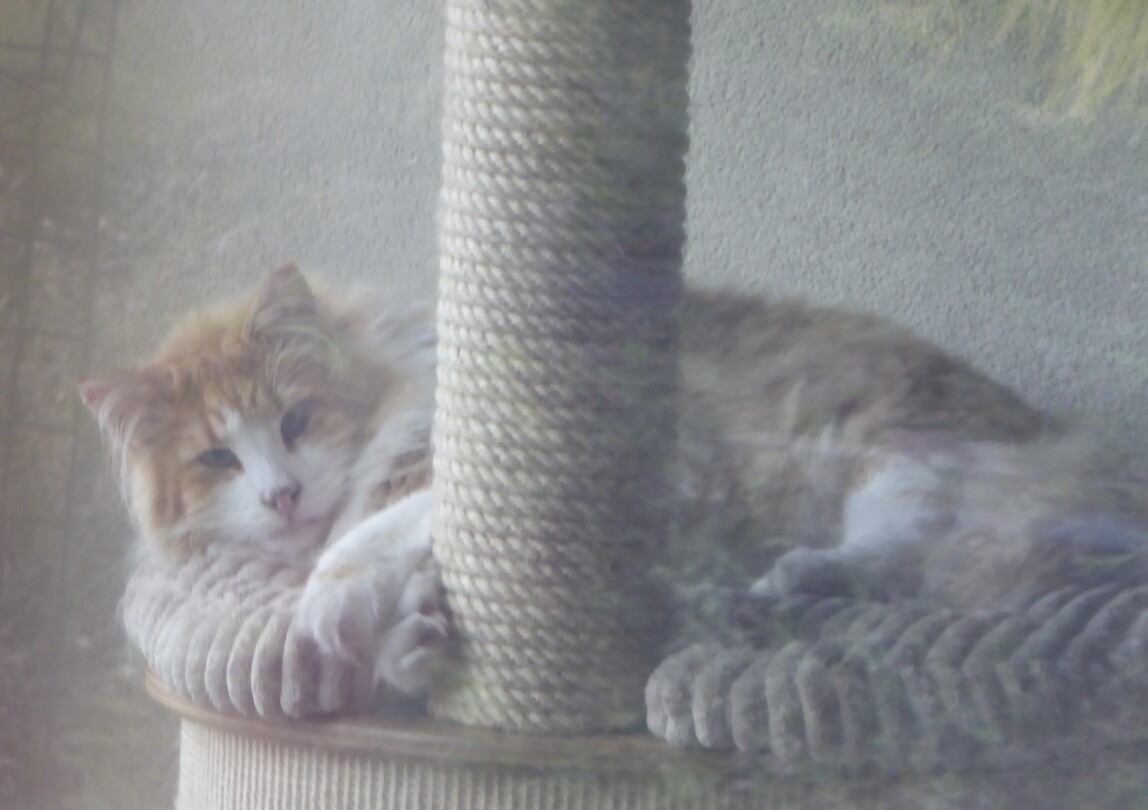 Een van de mooie katten