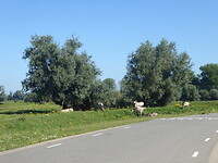 Op weg naar Slot Loevestein ,prachtige Konikspaarden