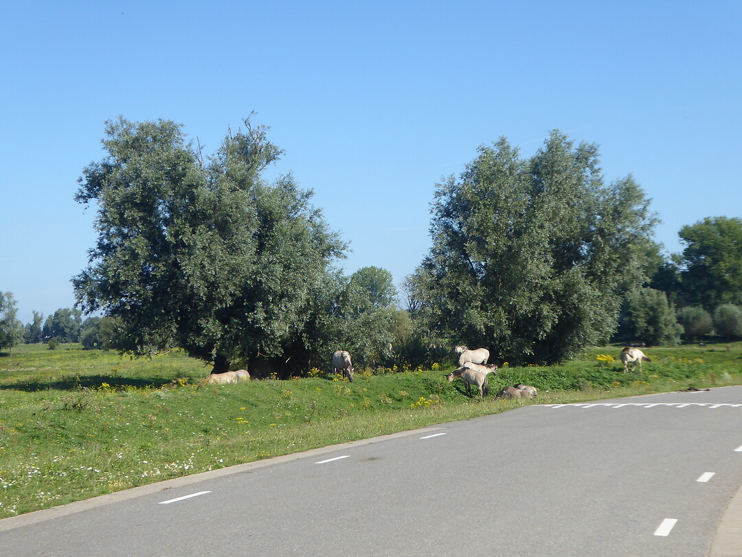 Op weg naar Slot Loevestein ,prachtige Konikspaarden