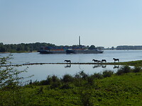 Konikspaarden prachtig