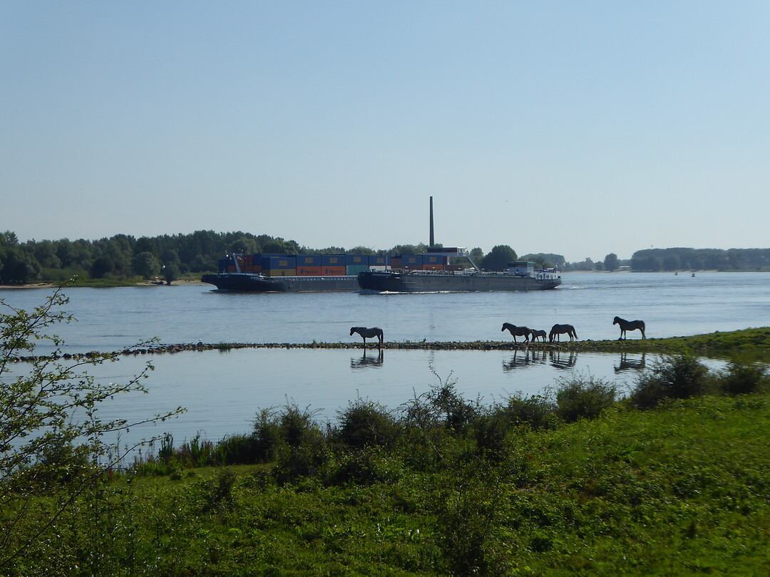 Konikspaarden prachtig