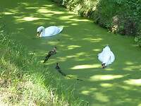Mamaduck met jonkie tussen de zwanen