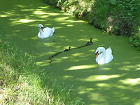 Mamaduck met jonkie tussen de zwanen