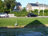 Blauwe reiger vlakbij ons logeeradres