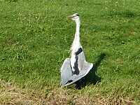Blauwe reiger aan het afkoelen