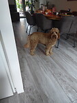 Binkie de labradoodle