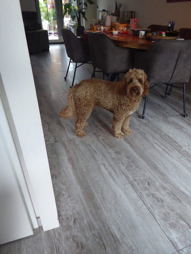 Binkie de labradoodle