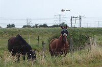Zorro zijn paard,lol