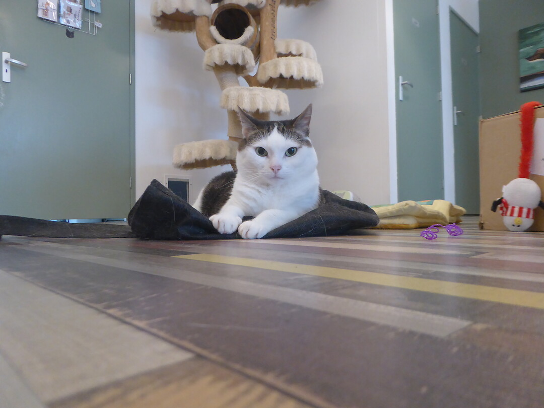 Kat
