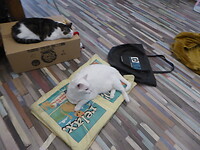Katten