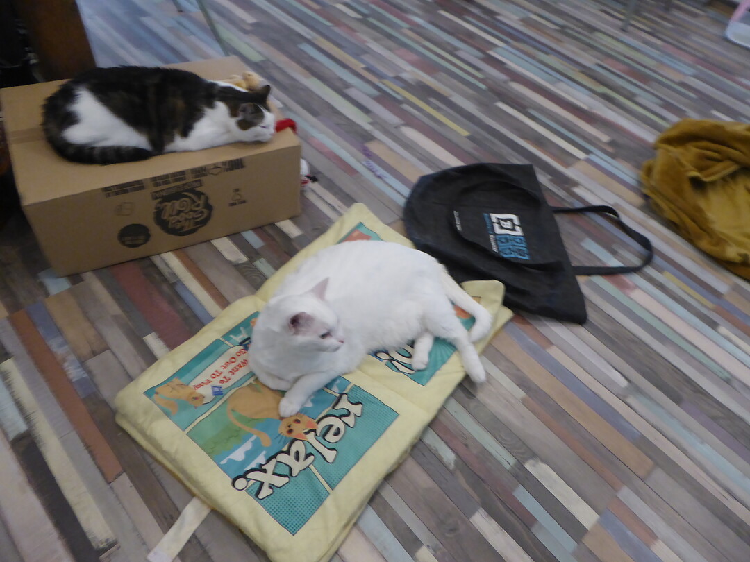 Katten