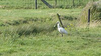 Mijn eerste maal dat ik een Lepelaar zie... prachtvogel