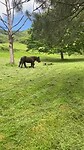 Paardje boehhh
