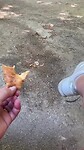 Vrolijke fladderaar pikt mijn croissantje