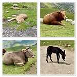 IMG_5378