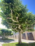 IMG_5328