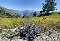 IMG_5825