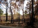Brand Healesville