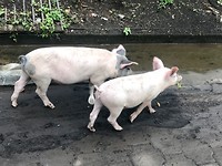 Onderweg met de scooter
