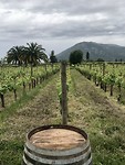 Viu Manent winery