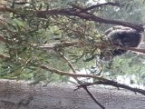 De koala