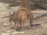 De kangeroo