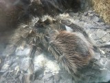 Aussie spider