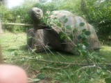 zeer grote schildpad