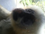 Close-up aap