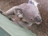 Wederom de Koala