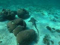 Reefshark