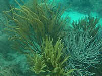 Onderwater jungle