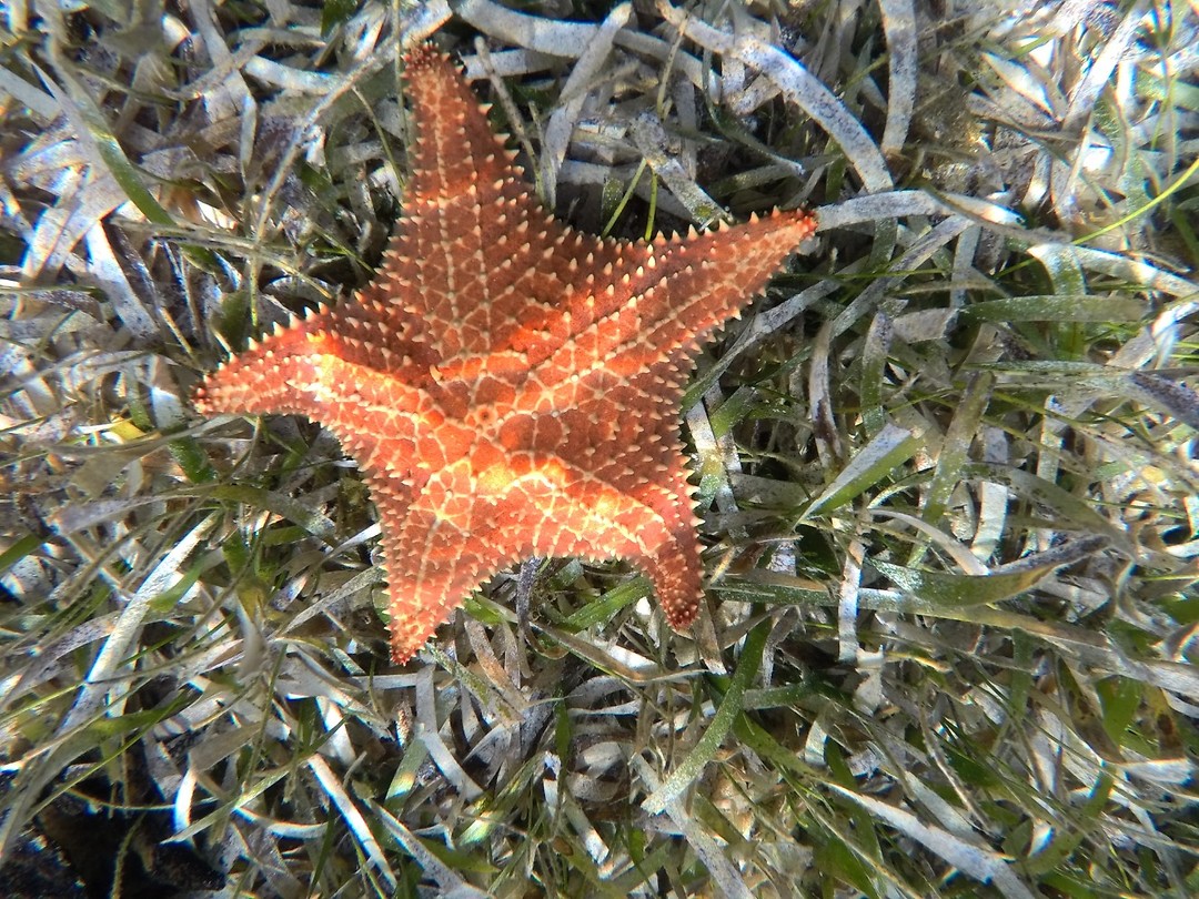Starfish