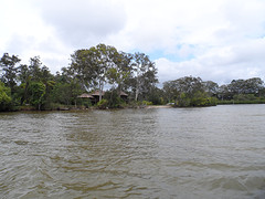 Australië 022 - Noosa Everglades