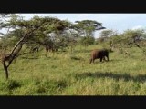Olifanten op de Serengeti