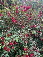 IMG_7012