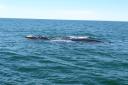 Whales