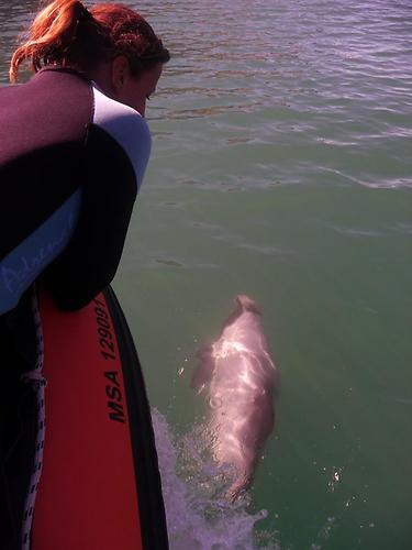 Dolphin swimming
