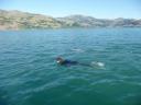 Dolphin swimming 2