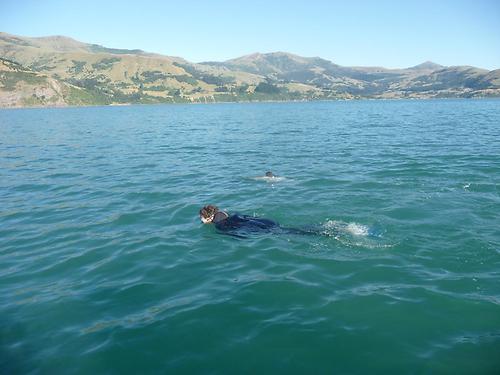 Dolphin swimming 2