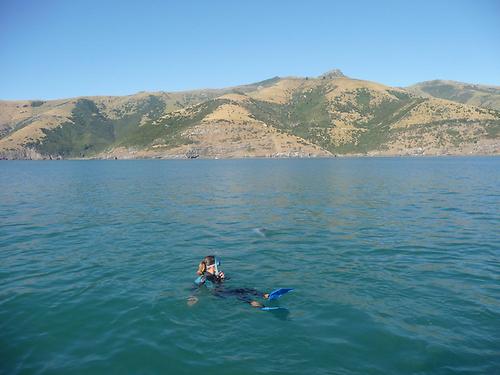 Dolphin swimming 3